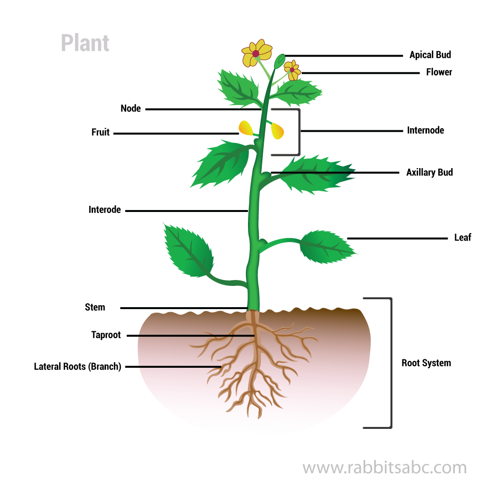 [DIAGRAM] Simple Diagram Of A Flower For Kids - MYDIAGRAM.ONLINE